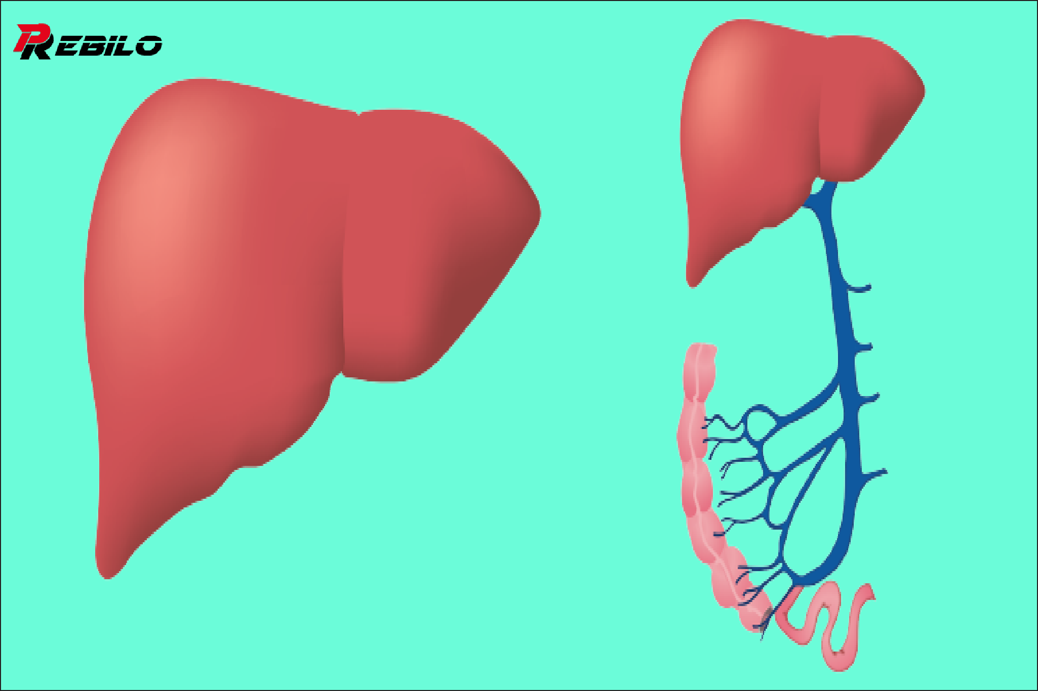 6 signs that your liver is full of toxins