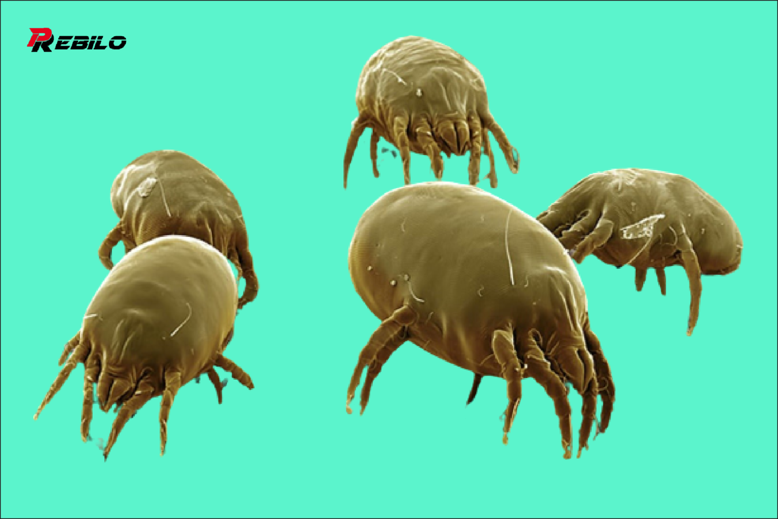 Did you know Millions of dust mites live in your bed. And you can kill